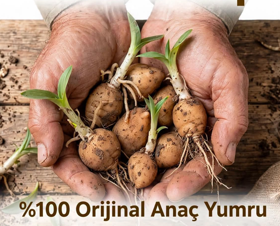 Ekime Uygun Salep Yumrusu (Salep Tohumu) - 1 KG