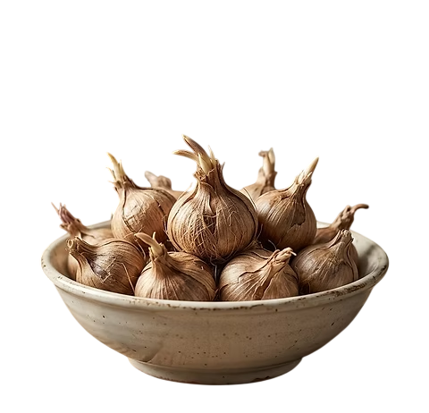 Safran Tohumu (Soğanı) 20 KG