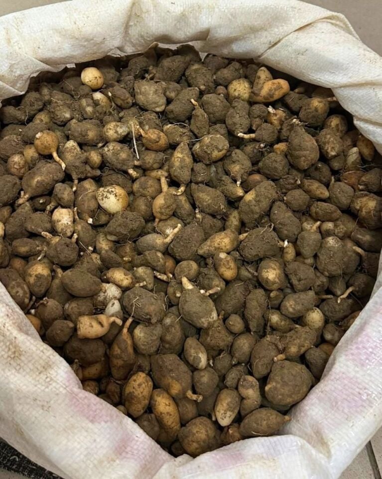 Ekime Uygun Salep Yumrusu (Salep Tohumu) - 100 ADET
